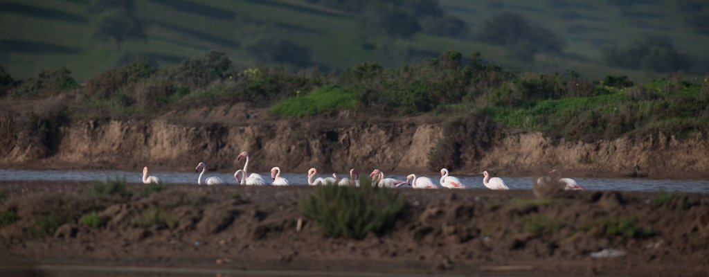 [Group 4]-IMG_7873_IMG_7875-3 images.jpg - Les fameux zoizeaux qui m'ont fait marcher des heures pour rien